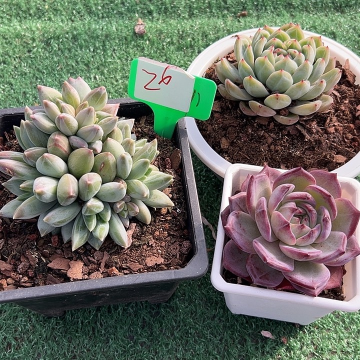 H***✿26一筐脱咯土多肉