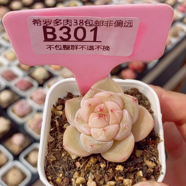 新品4cm多肉植物