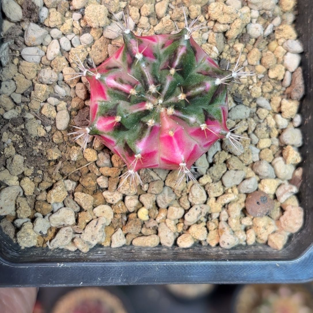 泰系乌贼小神品仙人球