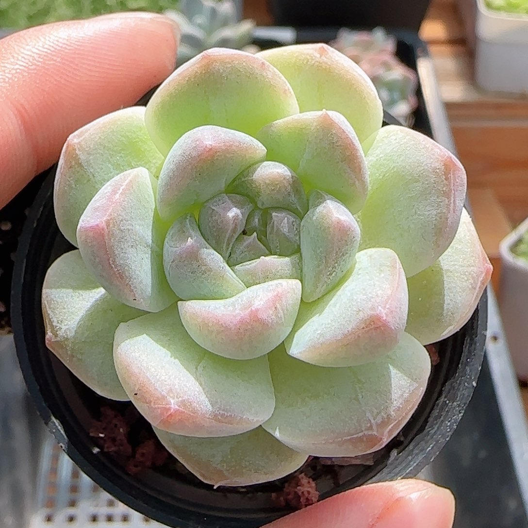 多肉0811-133白桃汽水