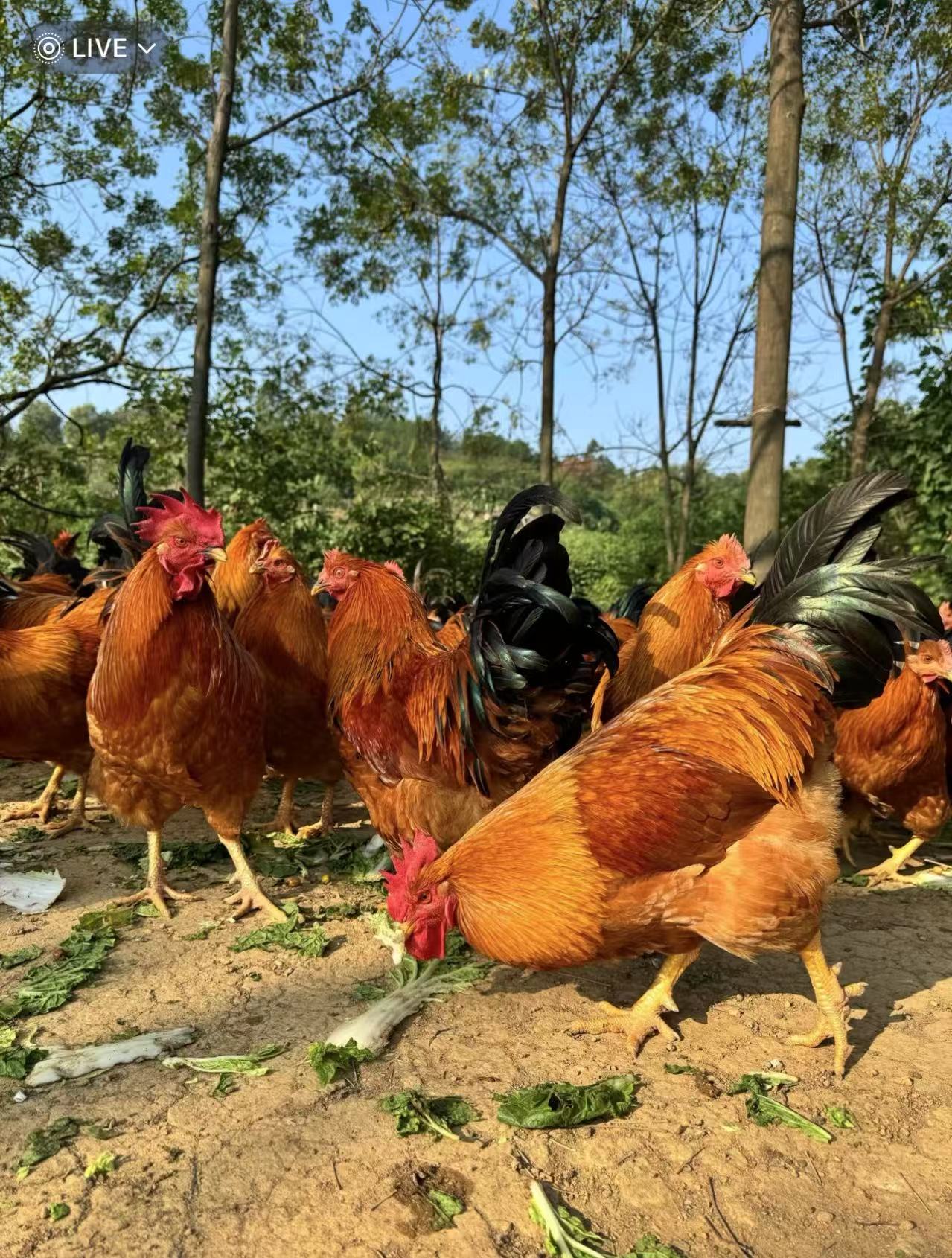 【直播称重改价】果园散养大阉鸡发毛鸡活鸡