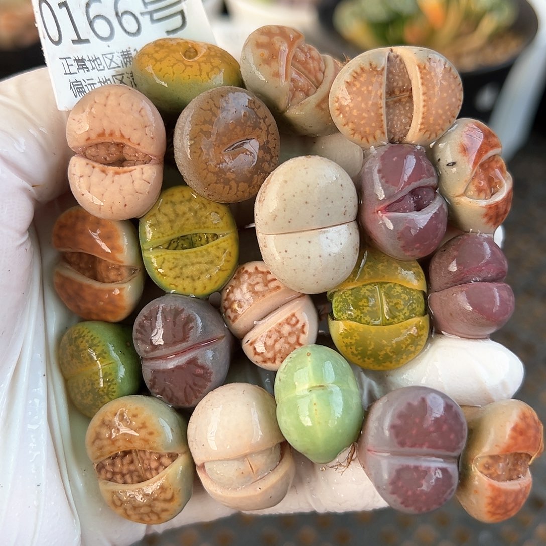 好养易活生石花大母本0166共20颗