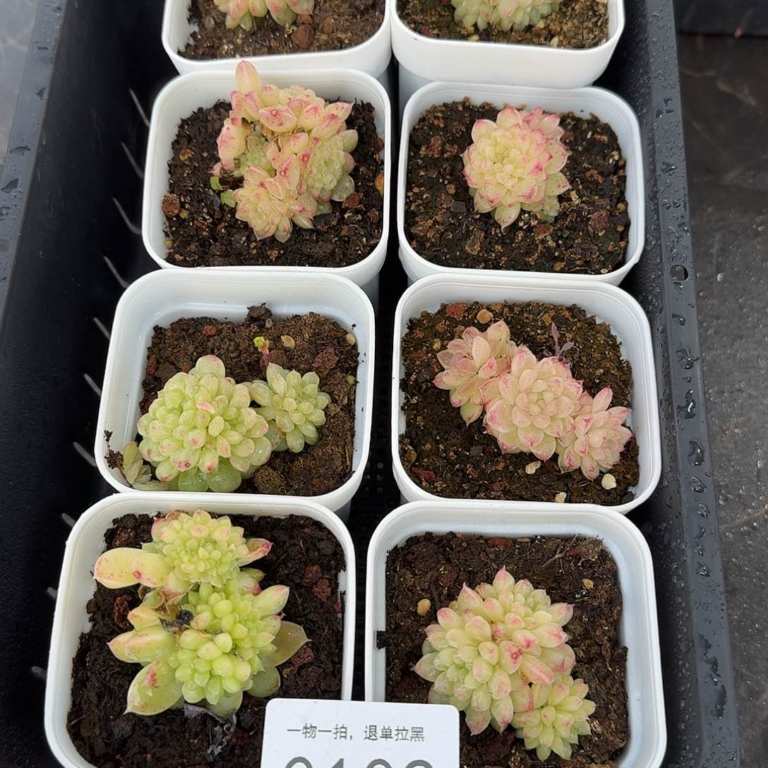 杂交新品珍妮多肉102量拍一颗