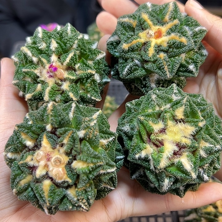 苗接辛盾牡丹无根6公分小老皮1颗
