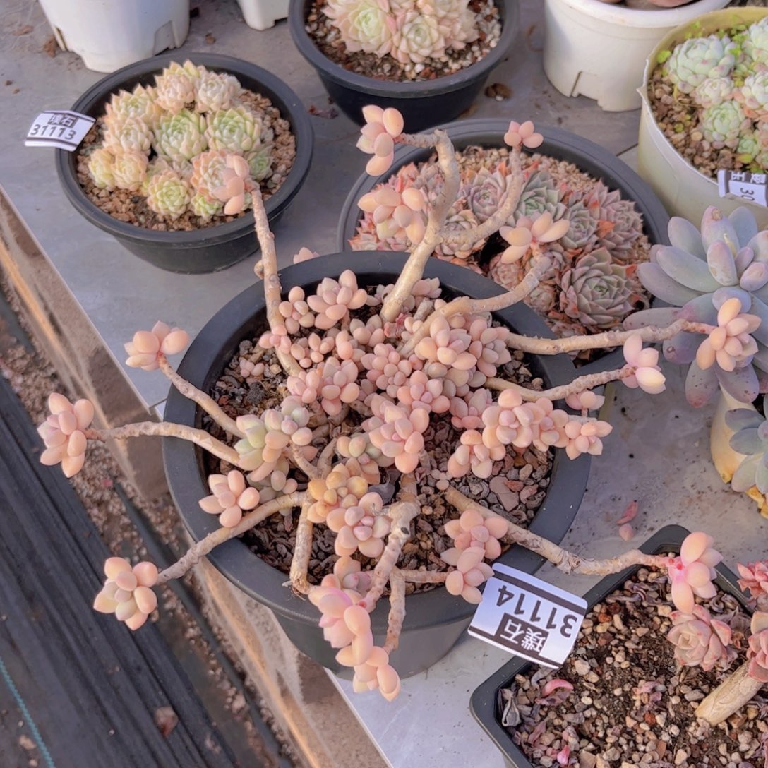 艾桃处理31114多肉植物