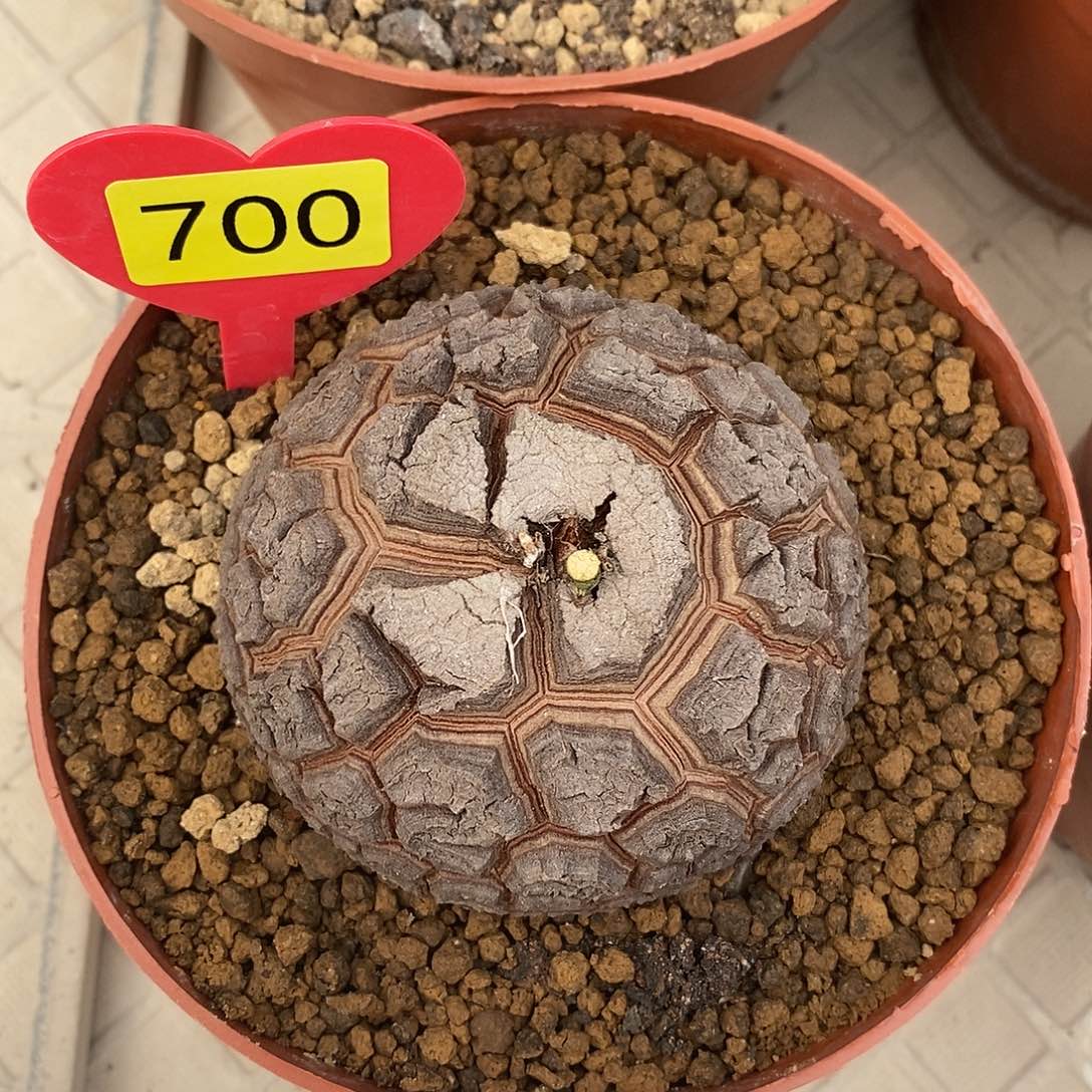 7.8cm南非龟甲龙龟甲龙