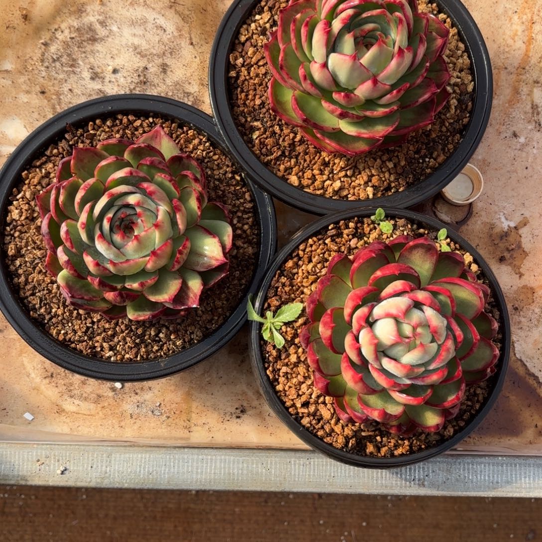 惊鸿一瞥好看好看