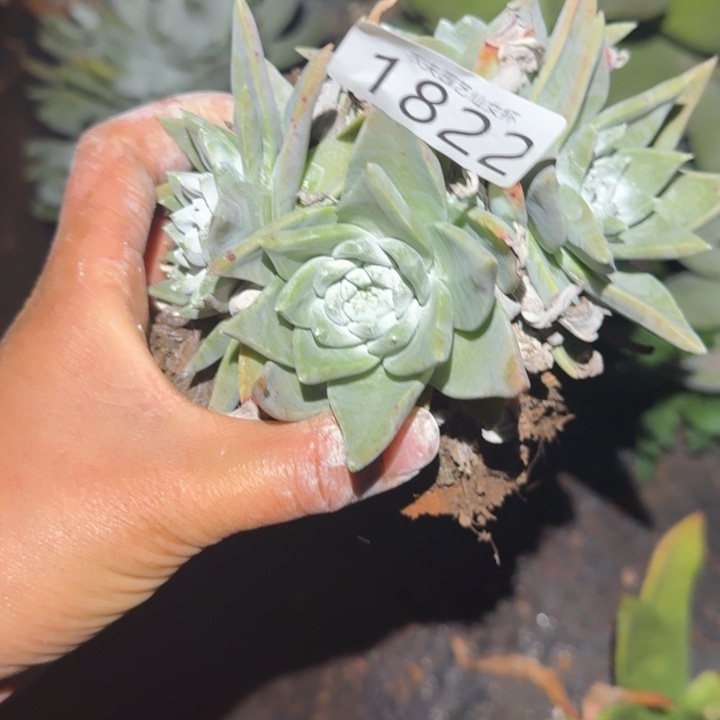 3代杂交仙女杯多肉福利瑕疵