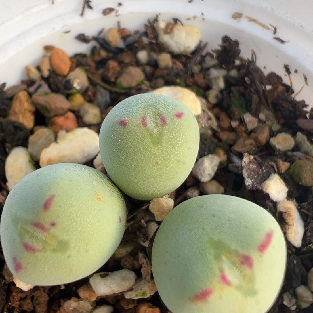 147多肉植物百科知识