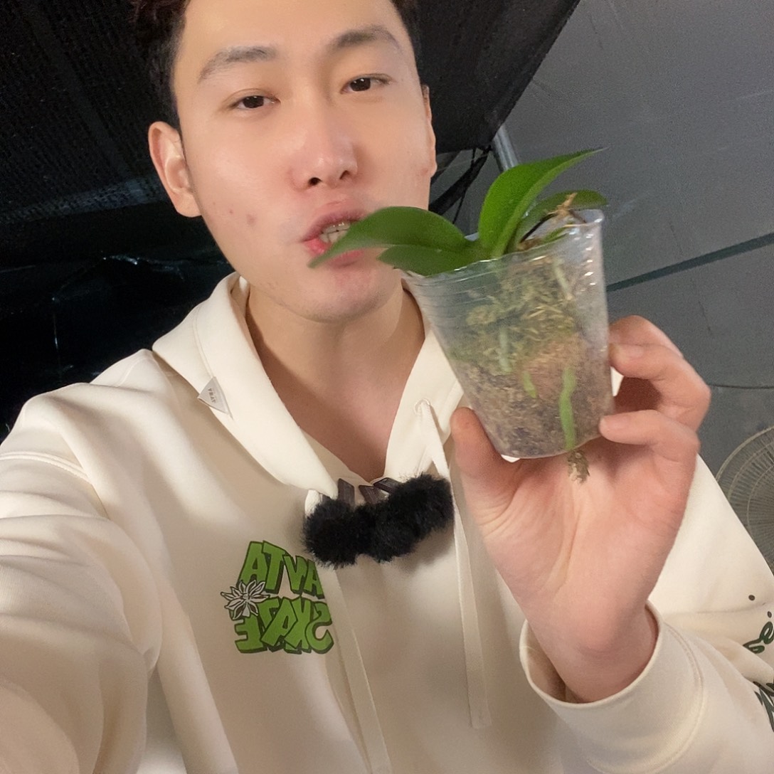 无花朵梦幻女郎蝴蝶兰