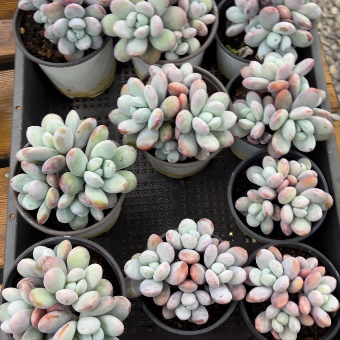 张张精品多肉甄选雪美人