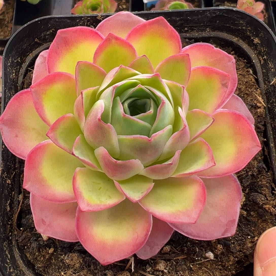 90号魅影大号—山地玫瑰