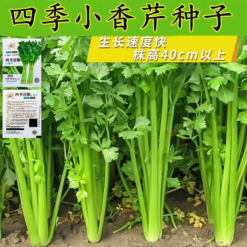 四季小香芹种子耐热芹菜苗种籽春秋季易种青菜籽蔬菜种孑农家菜籽