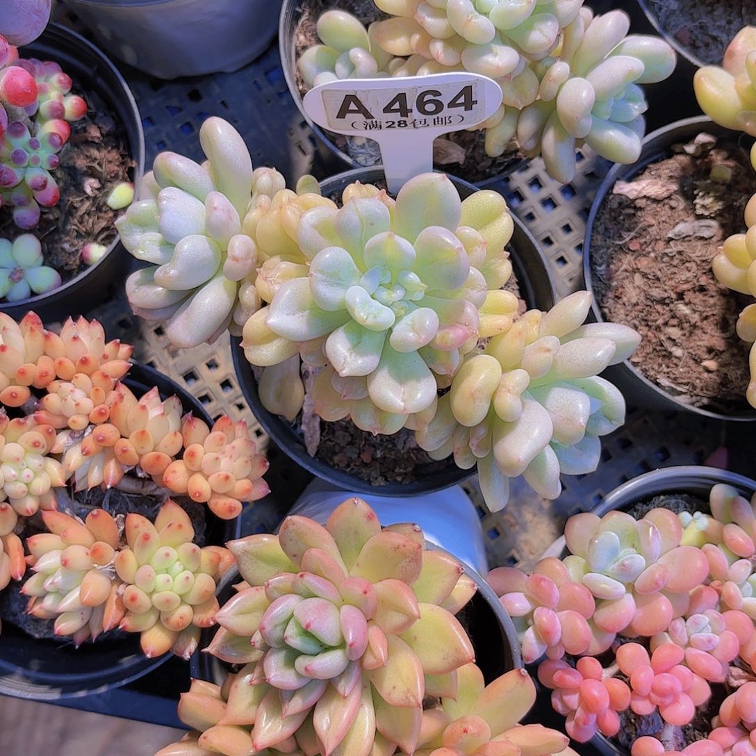 A464比尔盖茨一物一拍