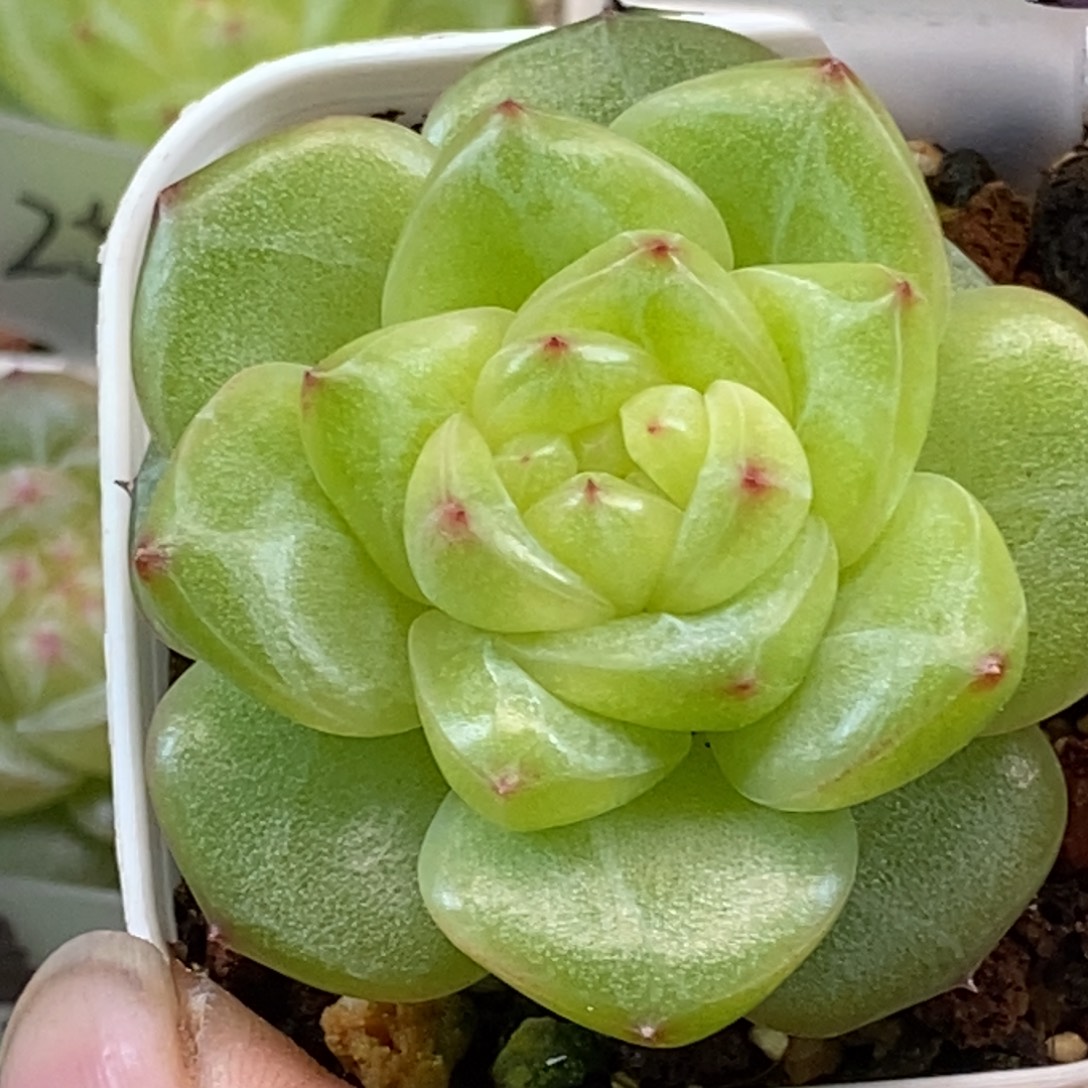 新品无名喜欢的去拍哦……