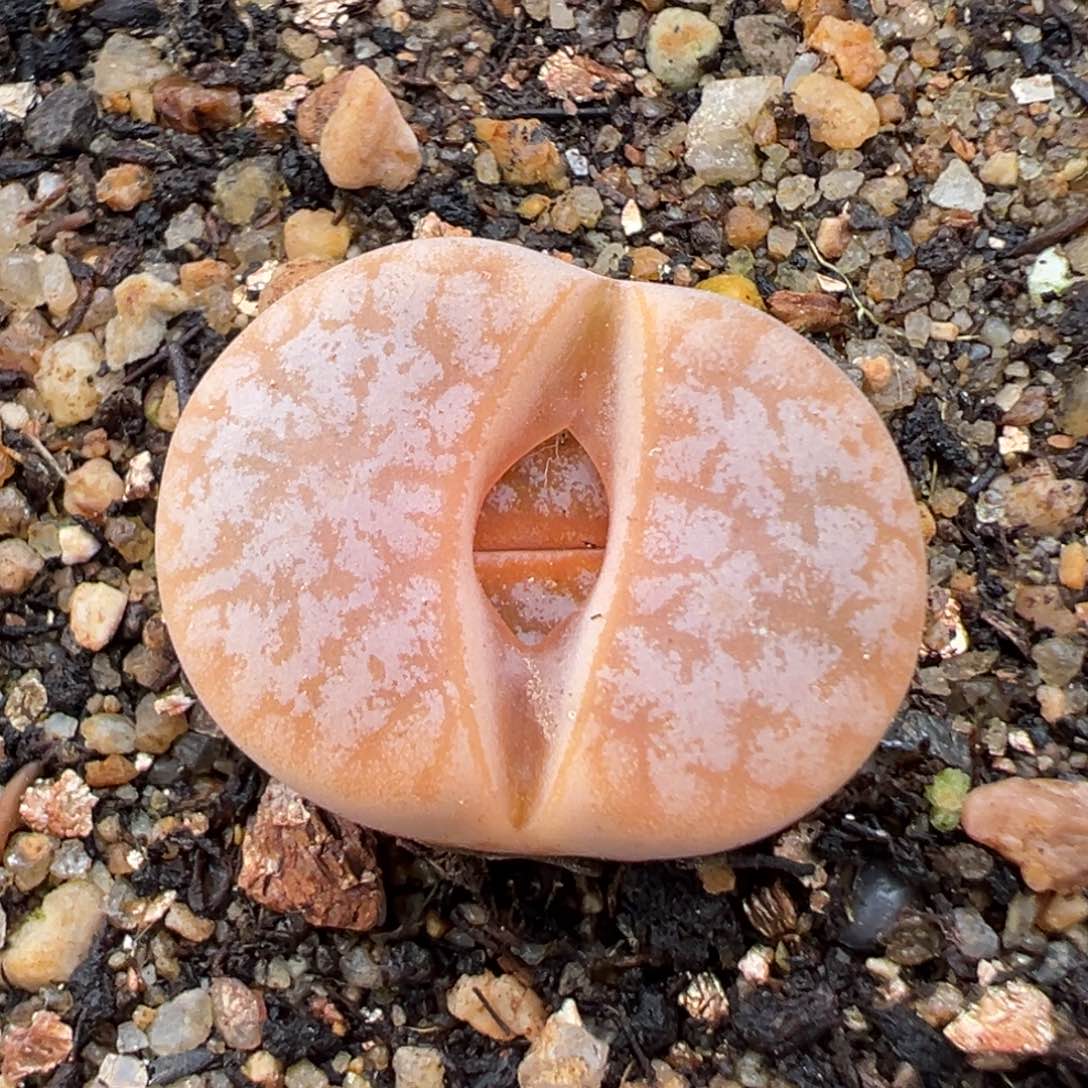 2.4好看的多肉469