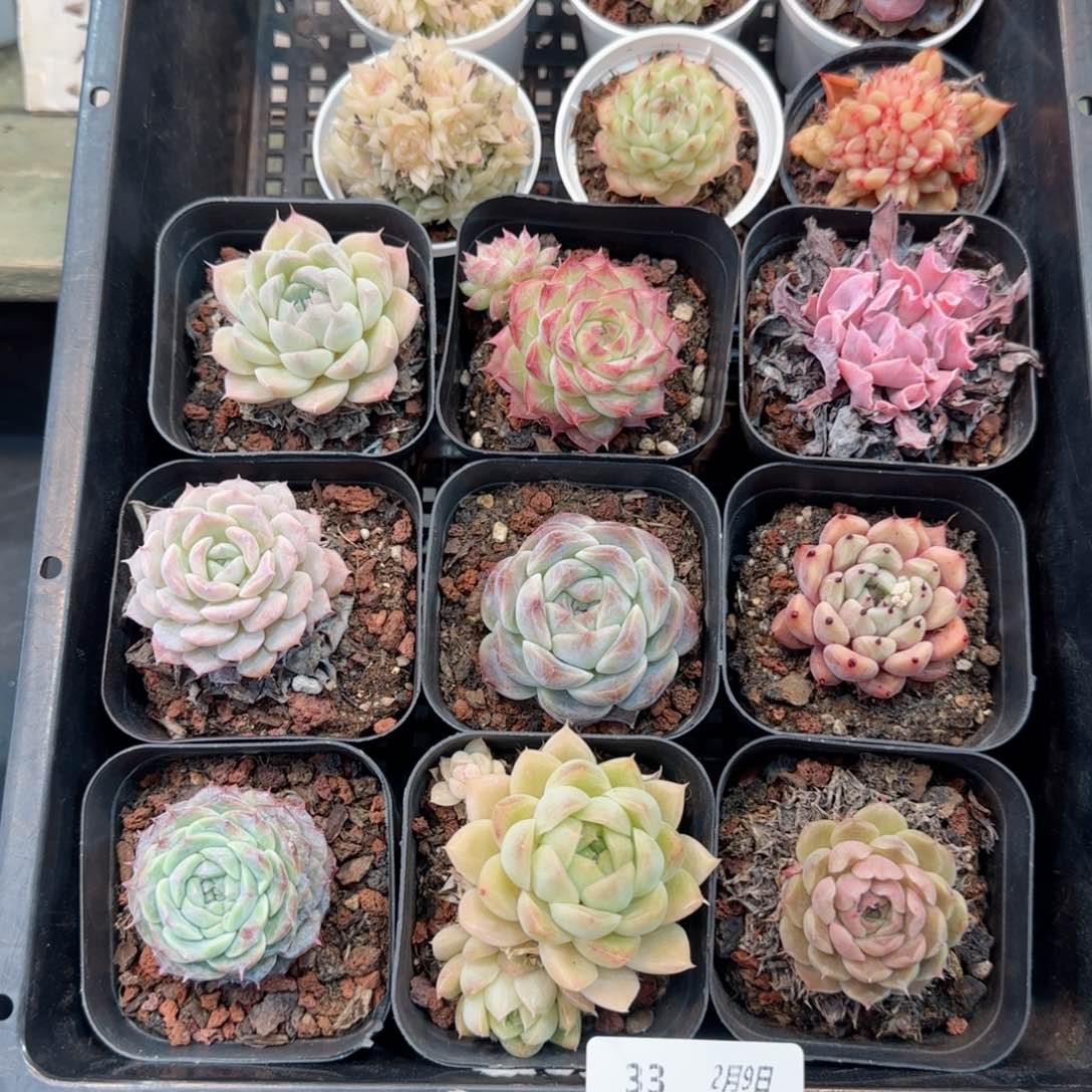 框拍框拍框0209-33