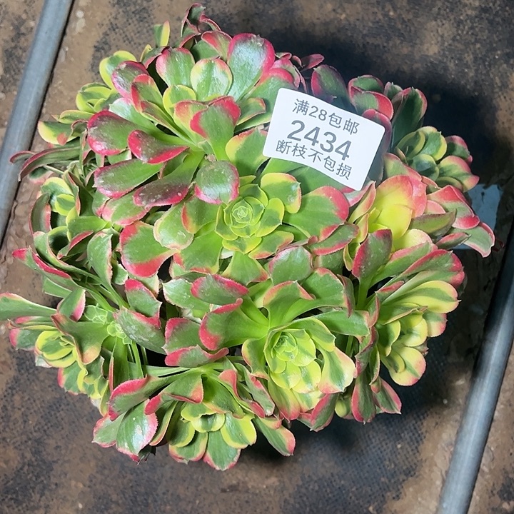 泽***泽2434特斯拉多肉植物
