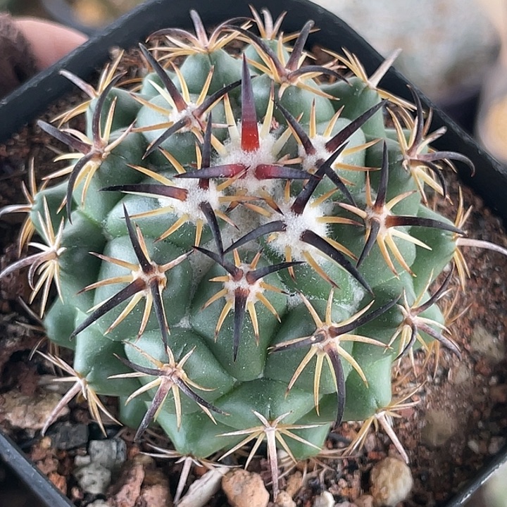 钢钉实生仙人球  