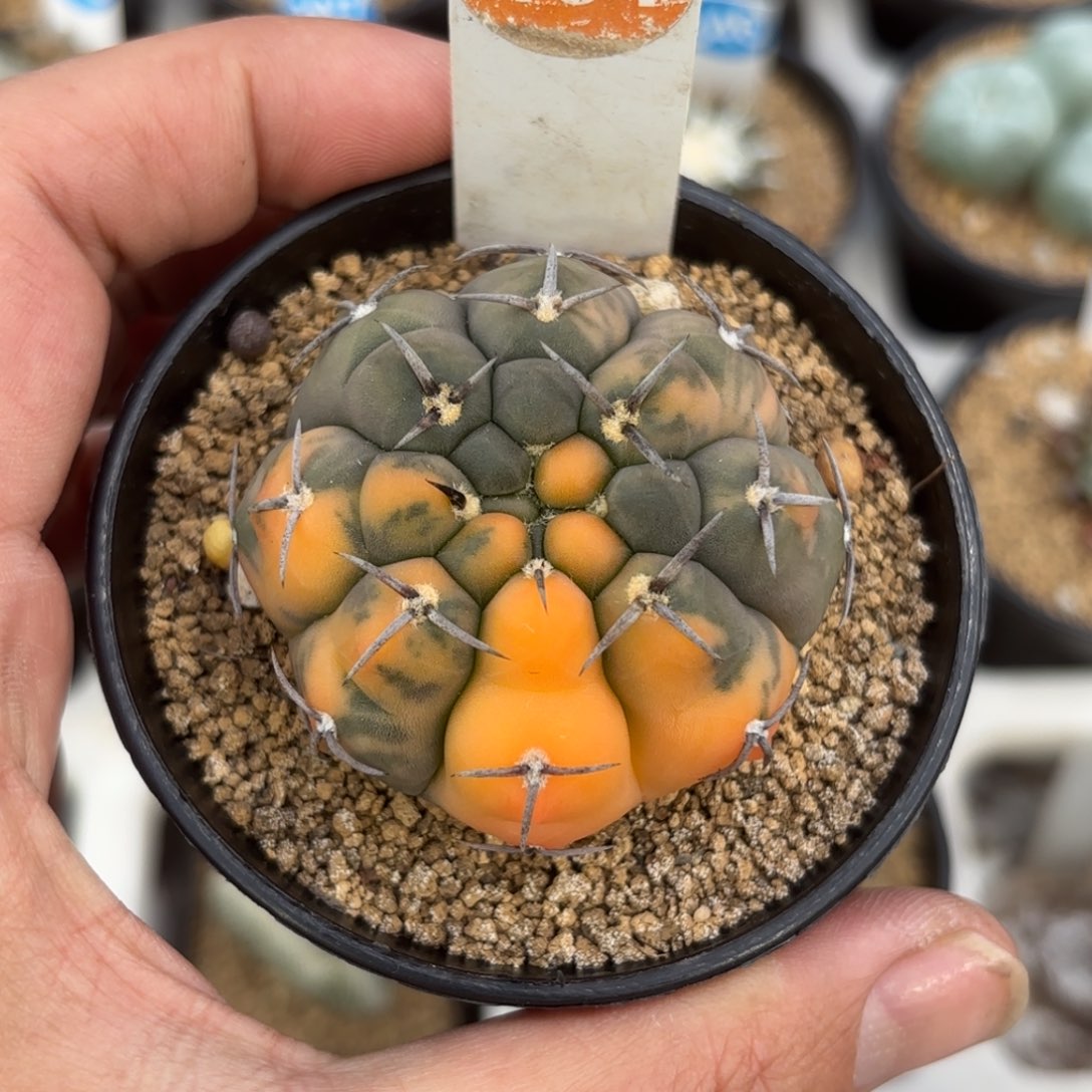 131实生三本刺锦带盆带土发货