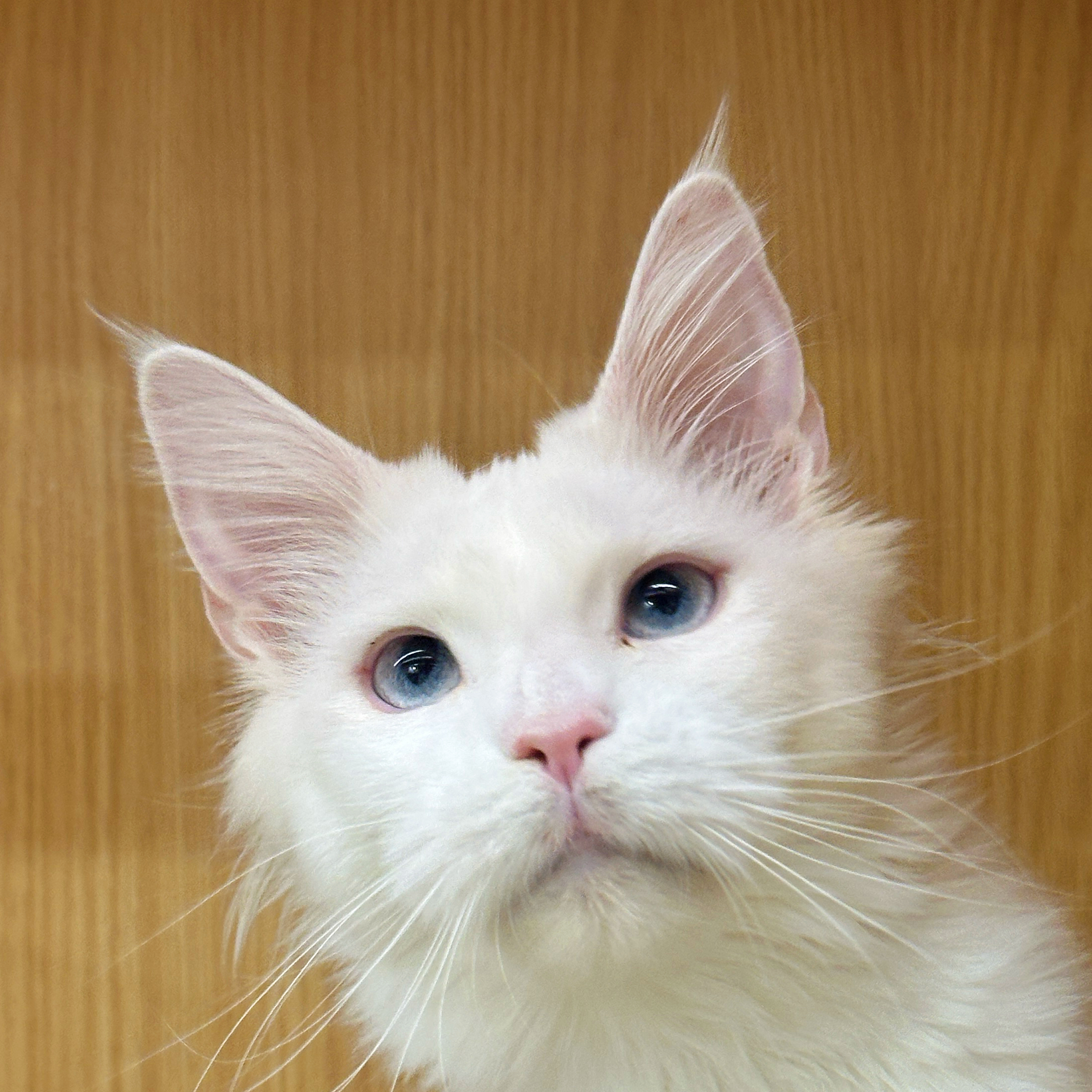 来了姊妹-纯白蓝眼缅因猫-妹妹-26