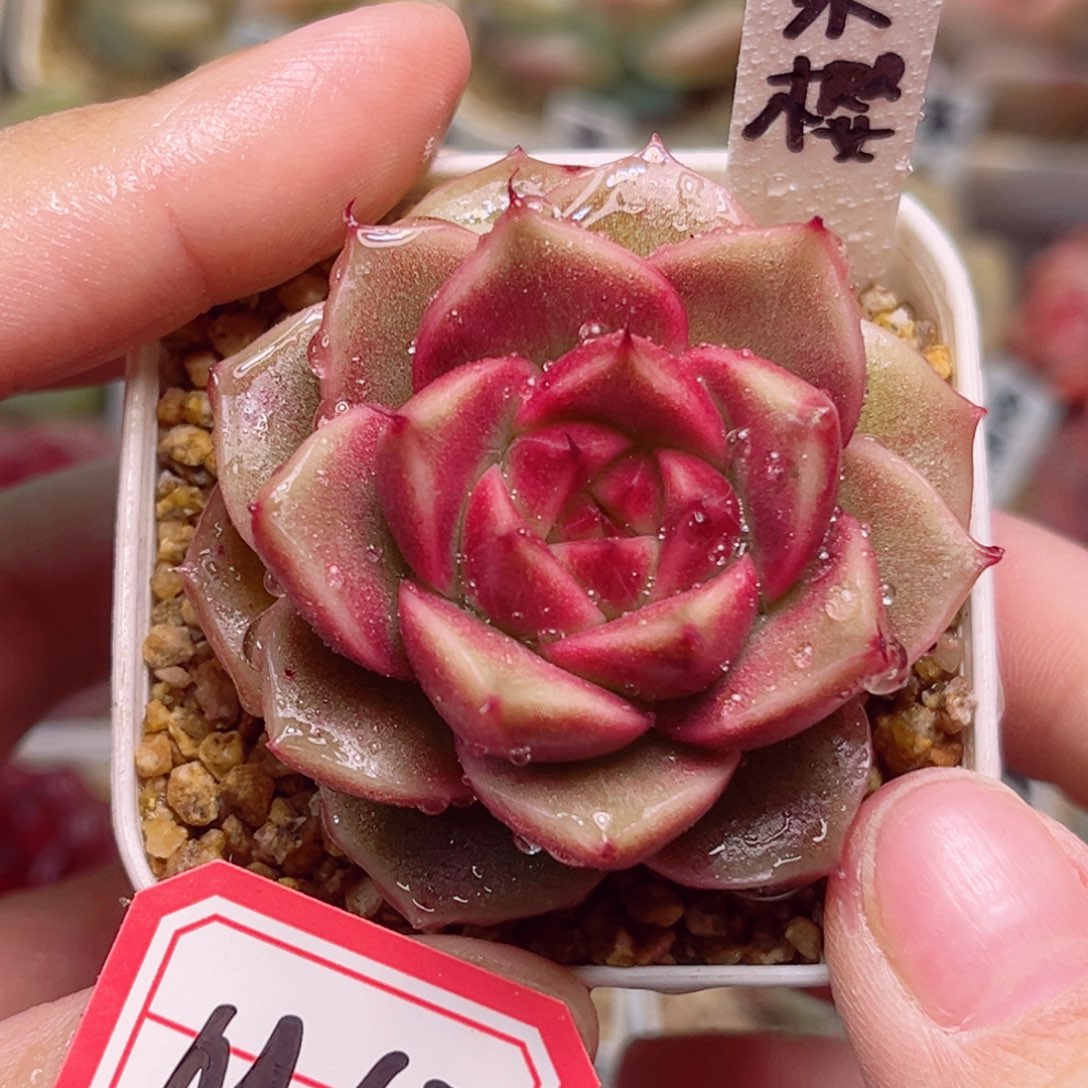 M67一物一拍 朱樱