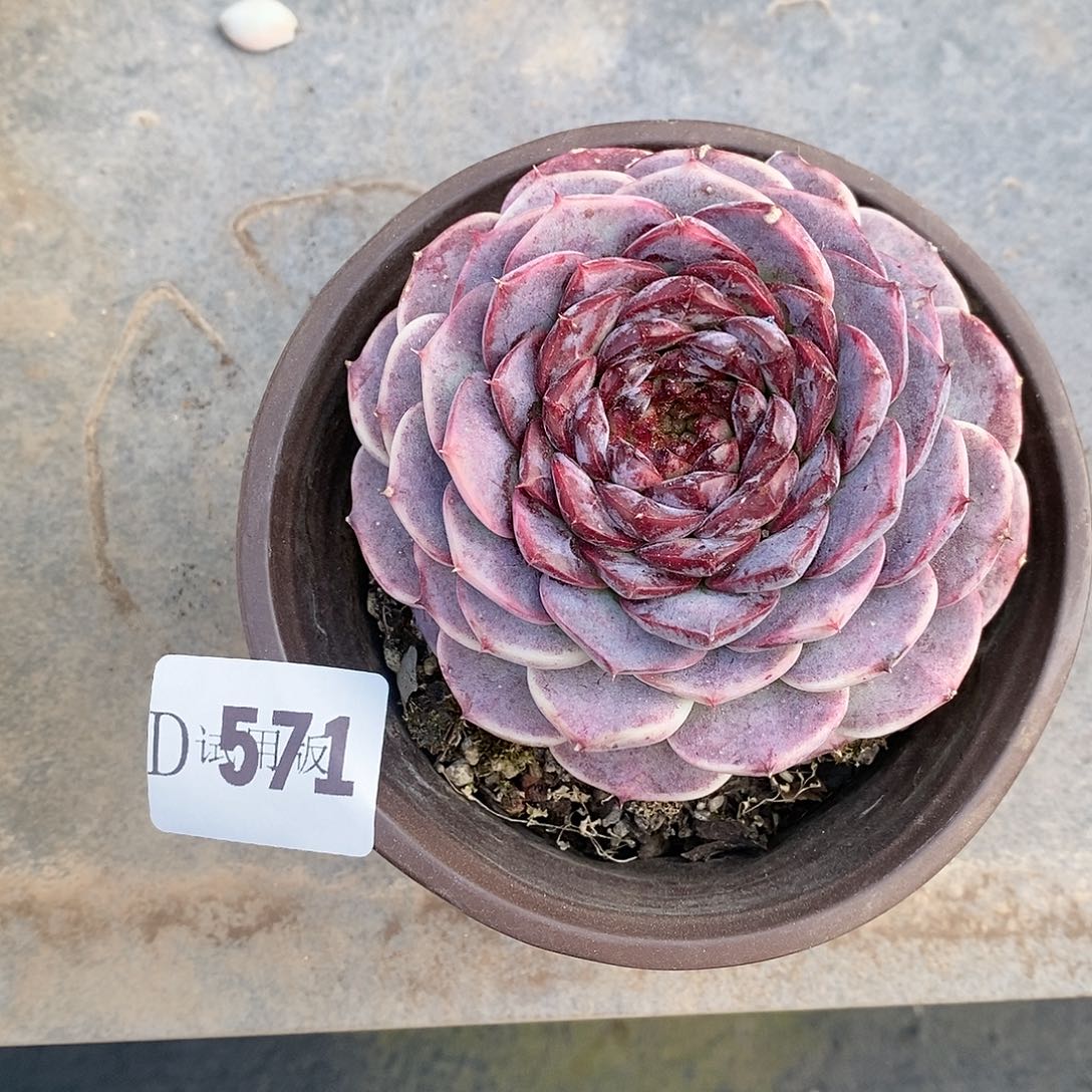 朝**拾571天鹅绒多肉植物