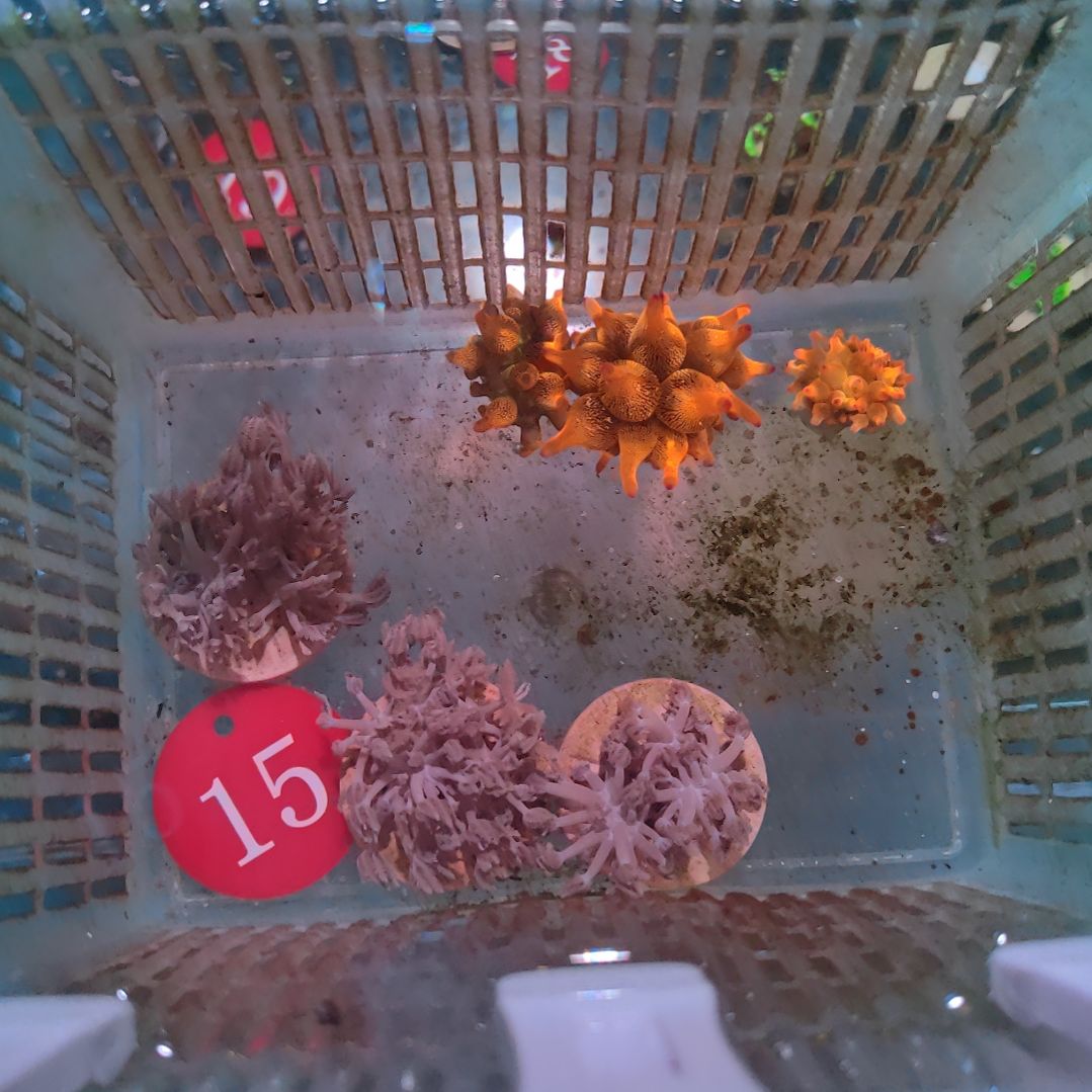 【潦倒专属】60红奶2 100红奶1 闪千手3