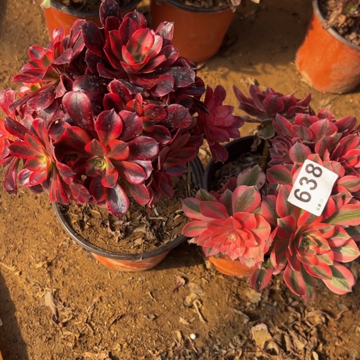 砍头组合多肉植物638