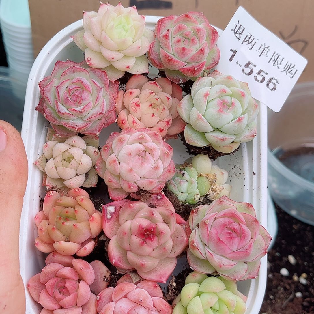 1-556 新疆西藏内蒙不发12.8包邮2-3公分