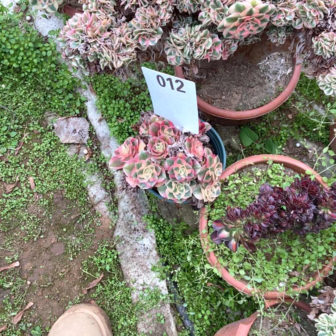 芳****012荔枝干伤处理断枝