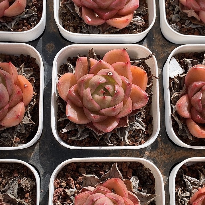 11皮亚娜珍妮 福利多多