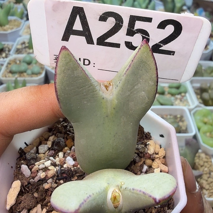 252。满38包邮肉锥