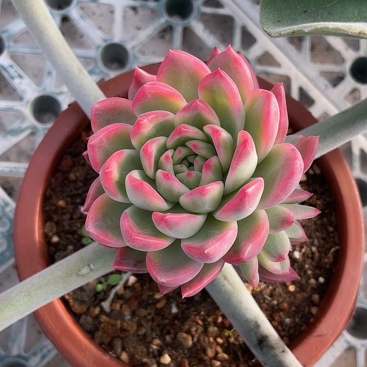 黄昏锦一物一拍锦龙