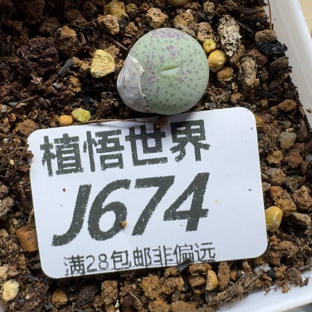 多肉植物的润泽fgbn