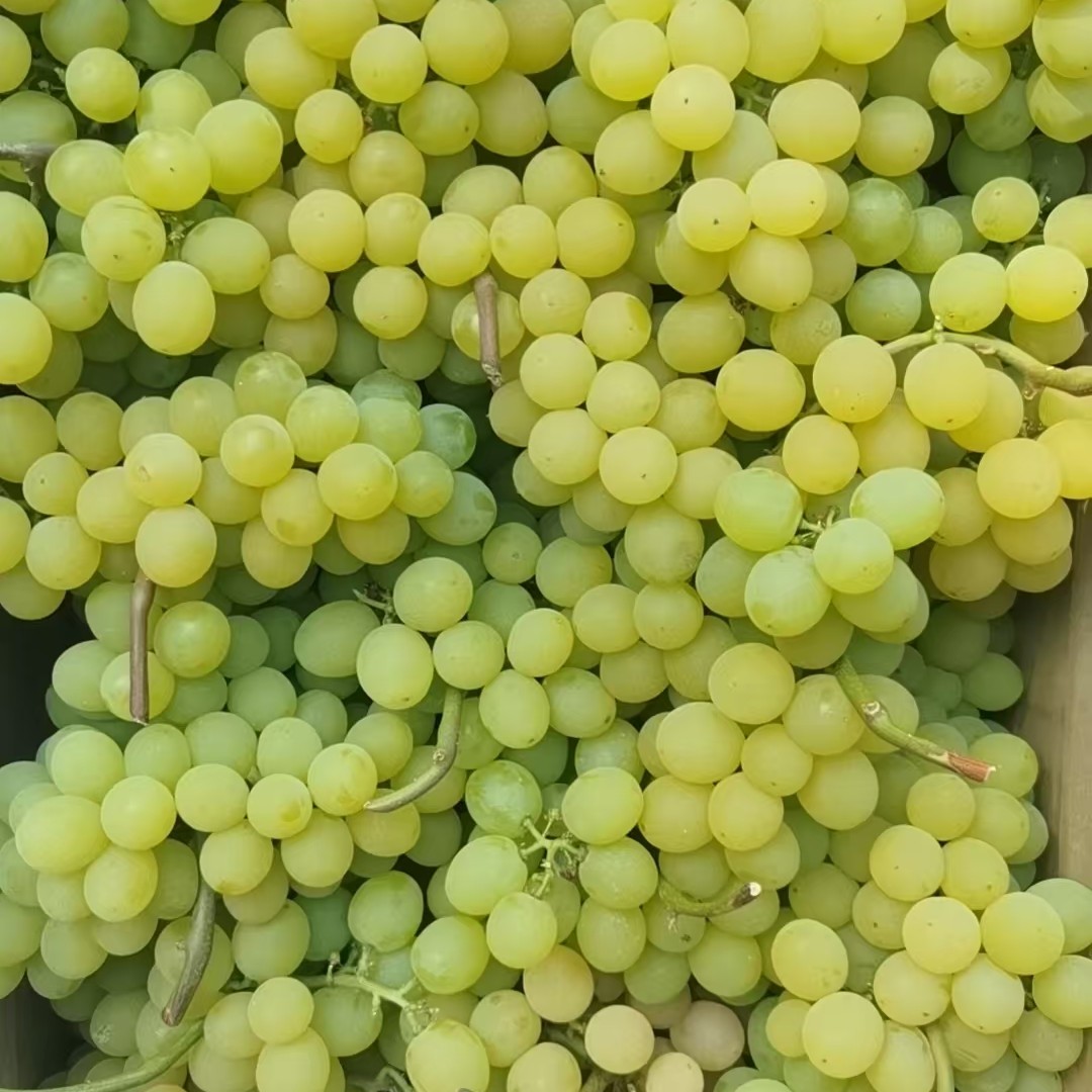 丽姐甄选清徐小蜜蜂葡萄现摘现发京东包邮1/5斤新鲜山西省