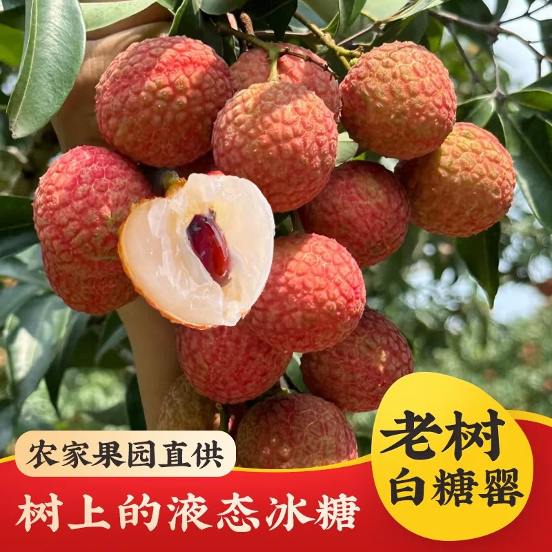 新鲜农家老树白糖罂荔枝湛江特产现摘水果当季（纯甜）六斤装 D1