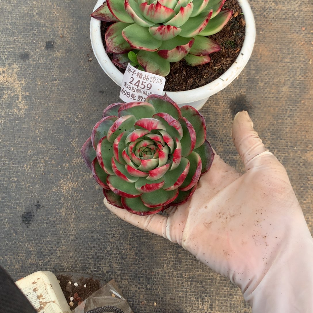 无***菌2459一物一拍2颗9厘米