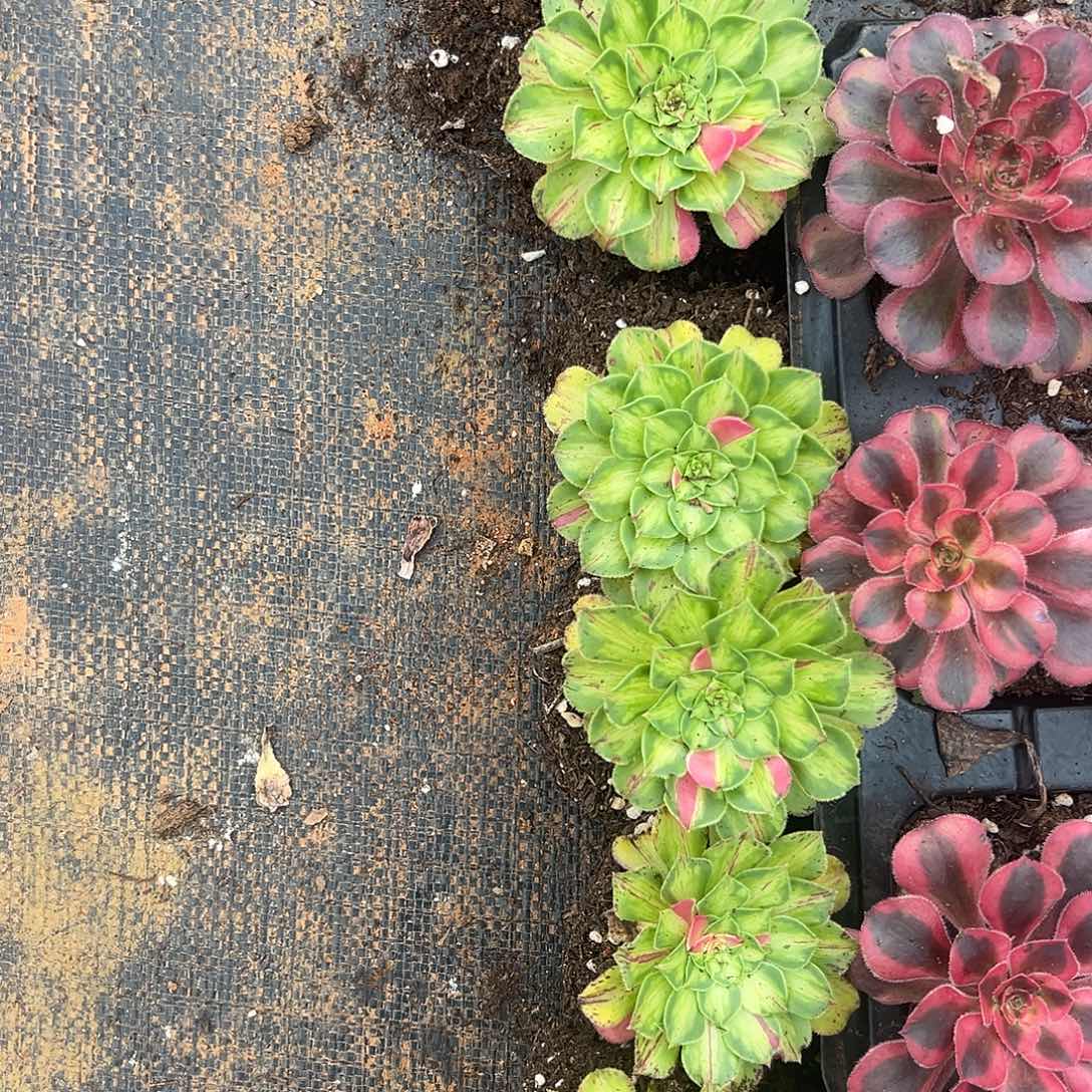 悠****精品多肉植物知否6颗