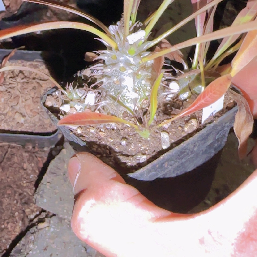 貳***兄块根植物块根植物