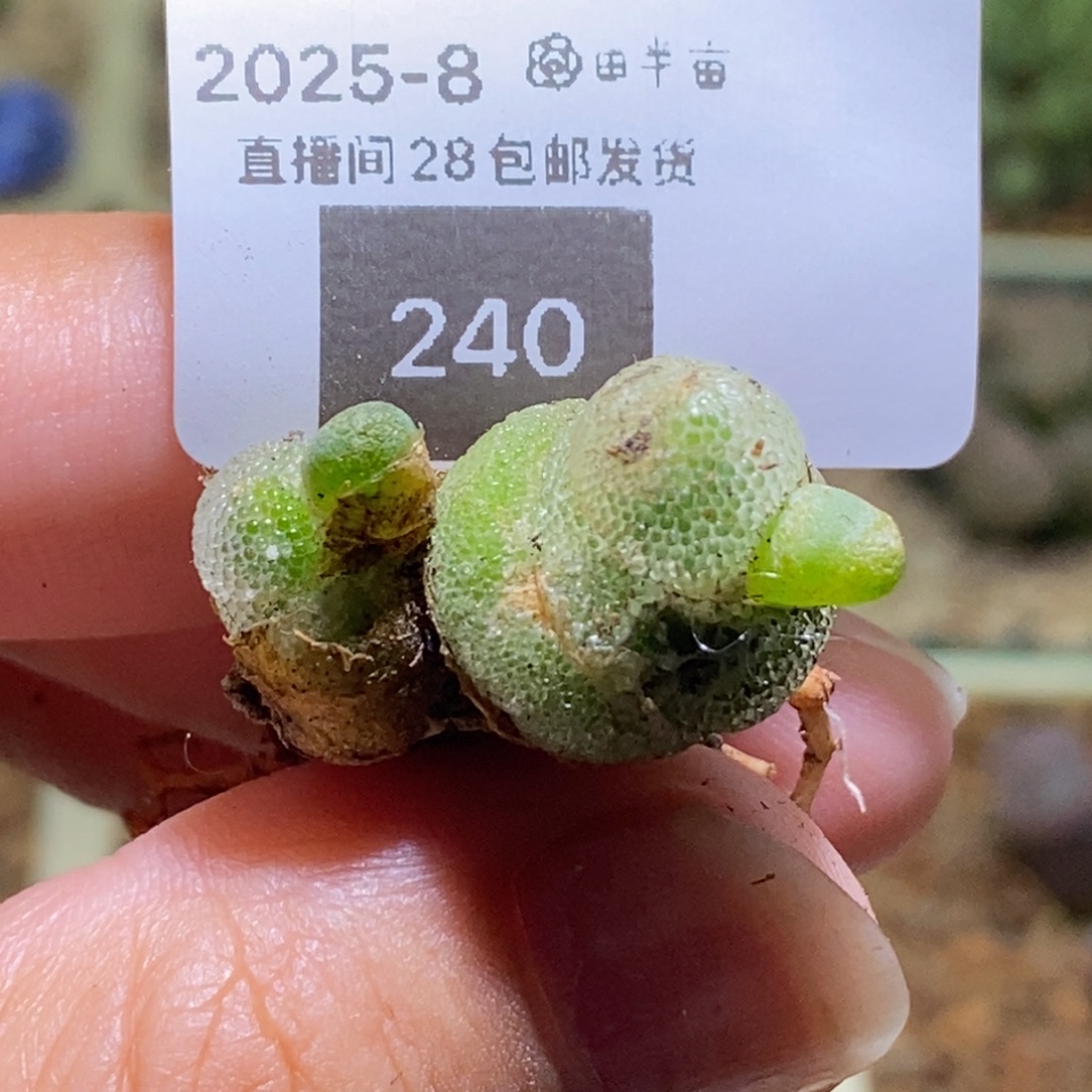 丁***加好看好看亲指姬240