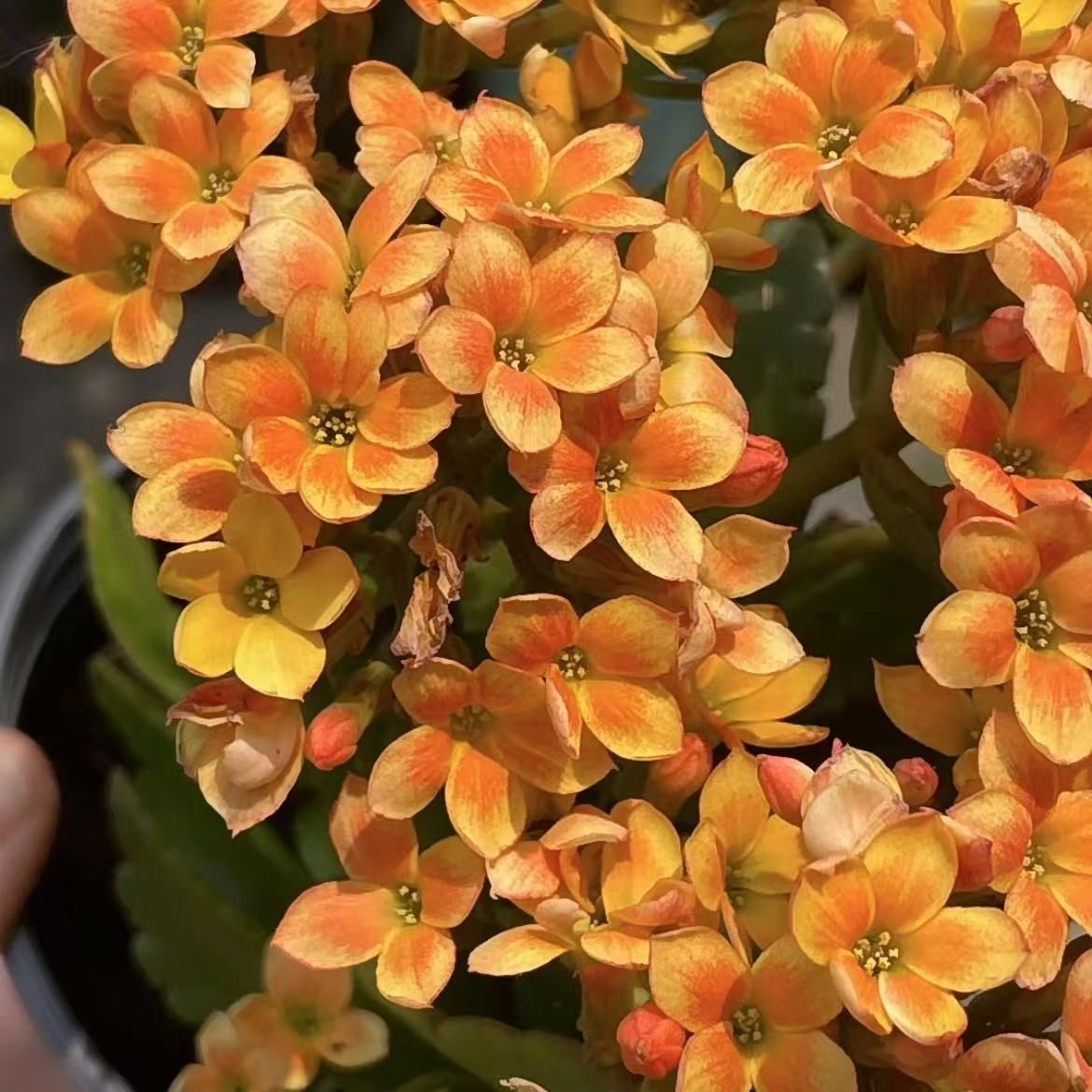 【皮卡丘】单瓣长寿花带花苞原盆原土发货