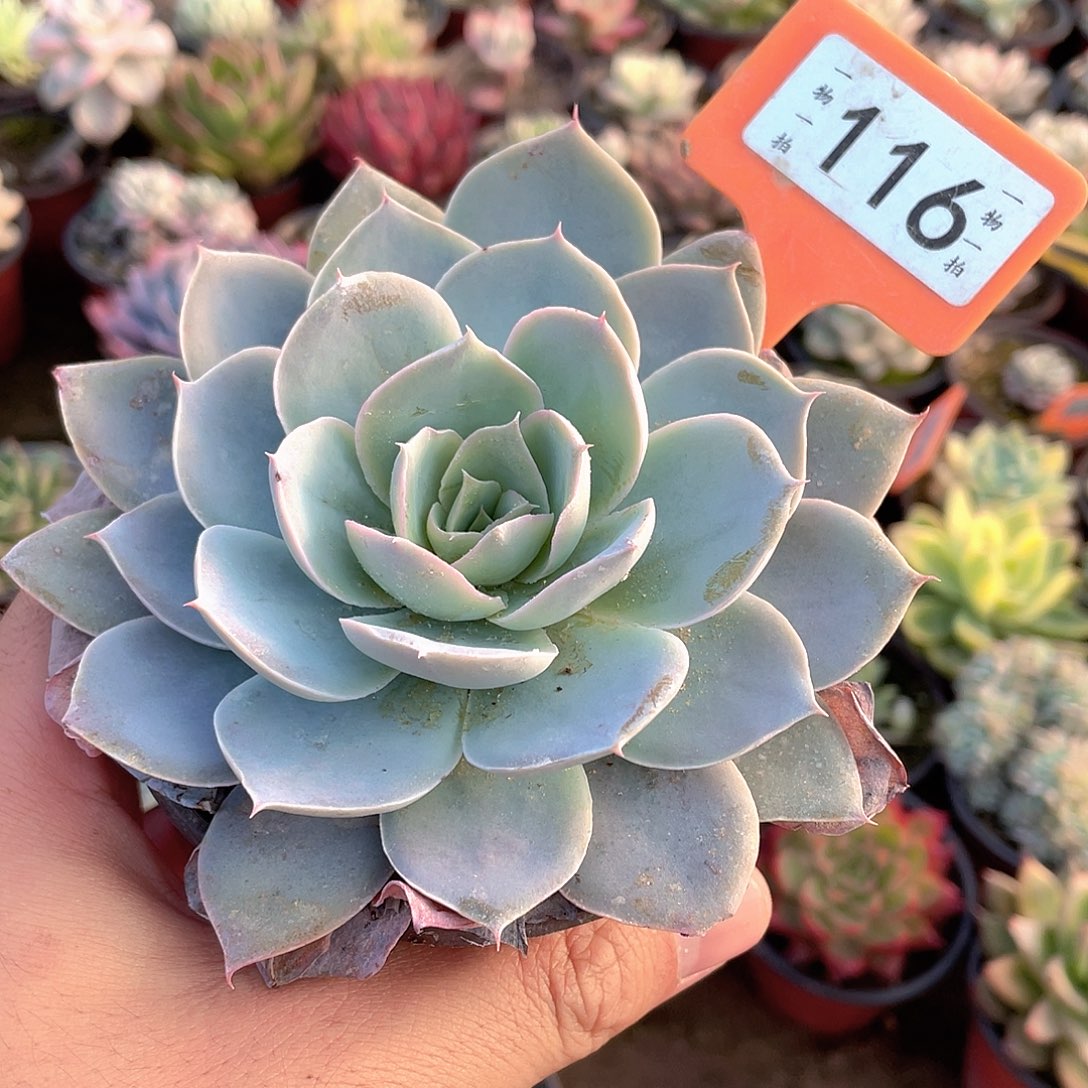 大***睛116个头肉和得了都