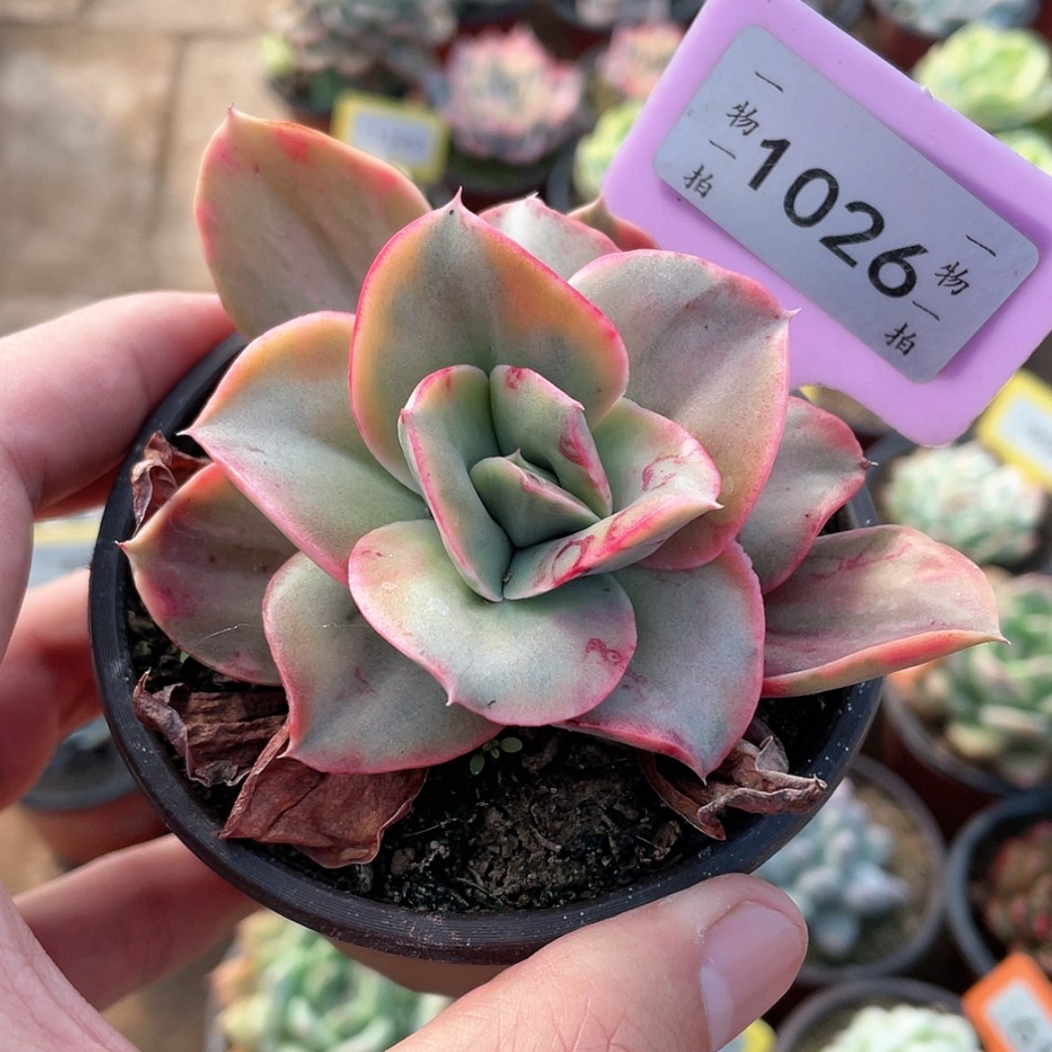 【闪购商品】1026号