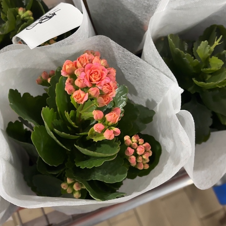全部花苞斑薄长寿花