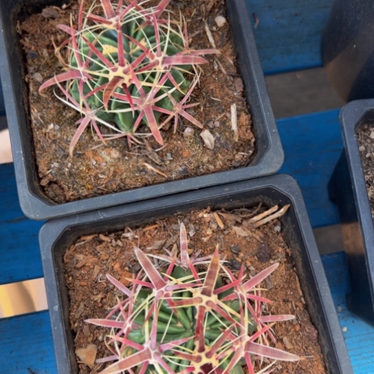 墨西哥丸叶日出（小精品）