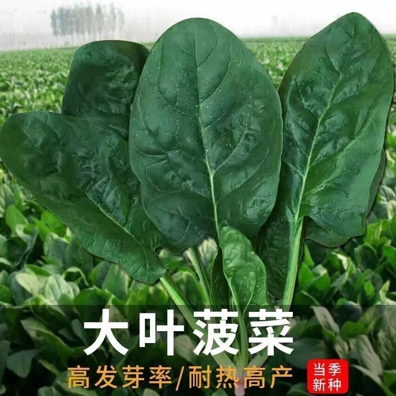 大叶菠菜种子四季蔬菜冬季籽种冬天种籽耐寒菜种盆栽波菜孑菜籽子