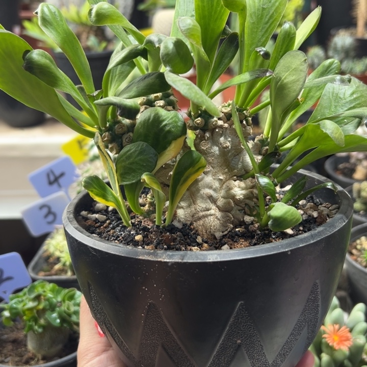 双色扇贝缀化带盆1111111111