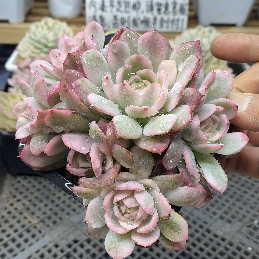 2894 粉水晶覆轮锦 5 头 需延时发货