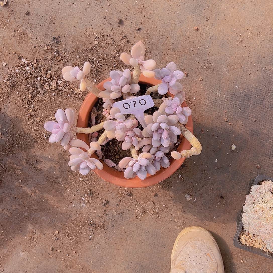 折**园070奶酪15不售后